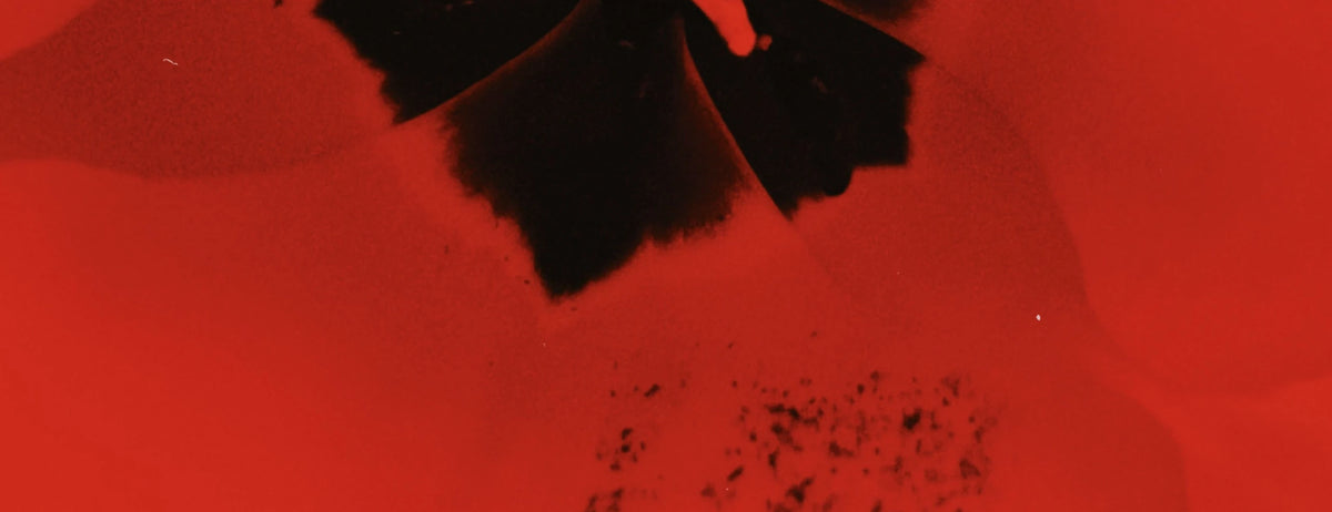 Dark red pigment in water